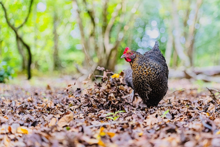 Half Penny Farm Fire Supper (01/08/2026)
